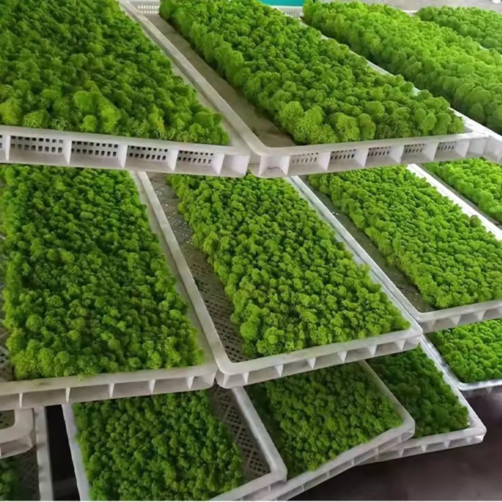 200/500g Ebedi Yaşam Sahte Yos - Sphagnum Moss Dry incelemesi ve fiyatı